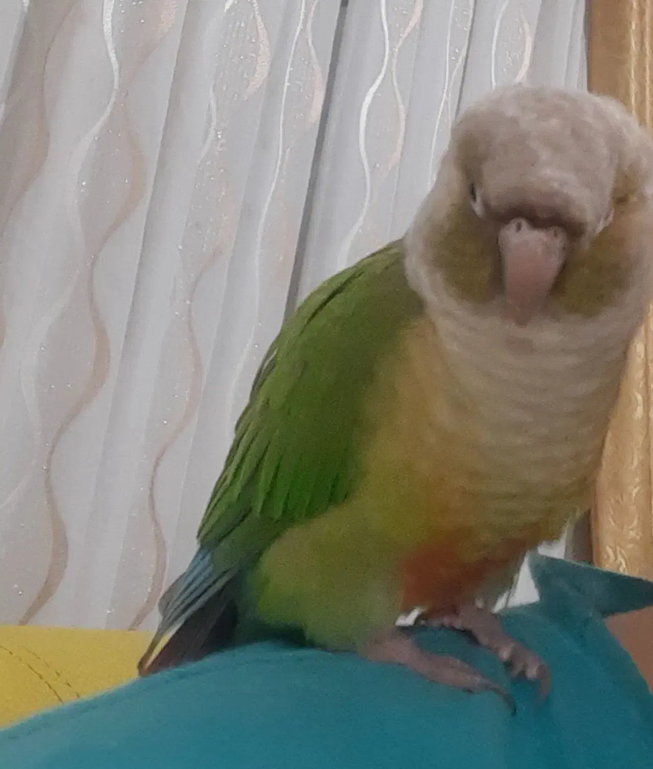 گرینچیک|پرنده|رشت, استقامت ۱|دیوار