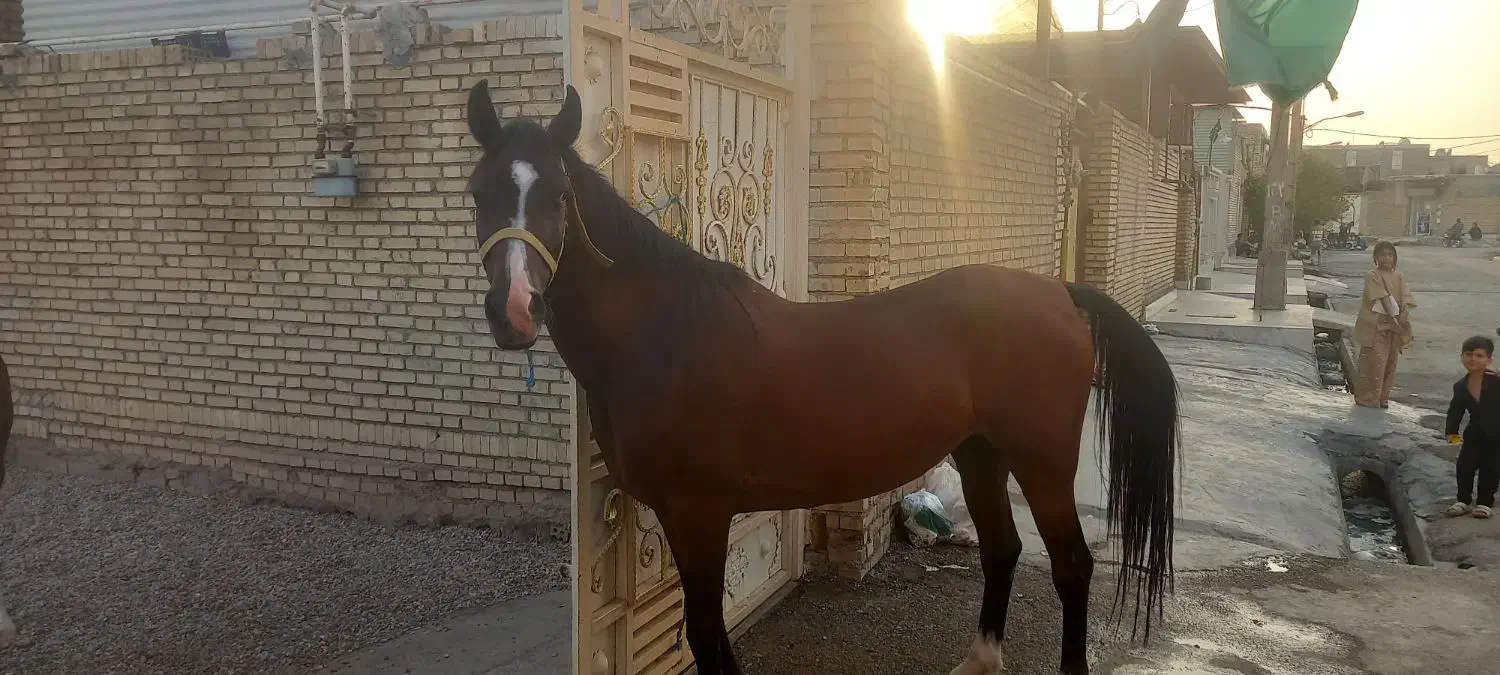 فروش اسب یک سر مدرک دار به علت احتایج مالی|اسب و تجهیزات اسب‌سواری|شوش, |دیوار