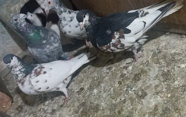 نر ماده شهری یال سیاه گل دار|پرنده|شیراز, بازار|دیوار