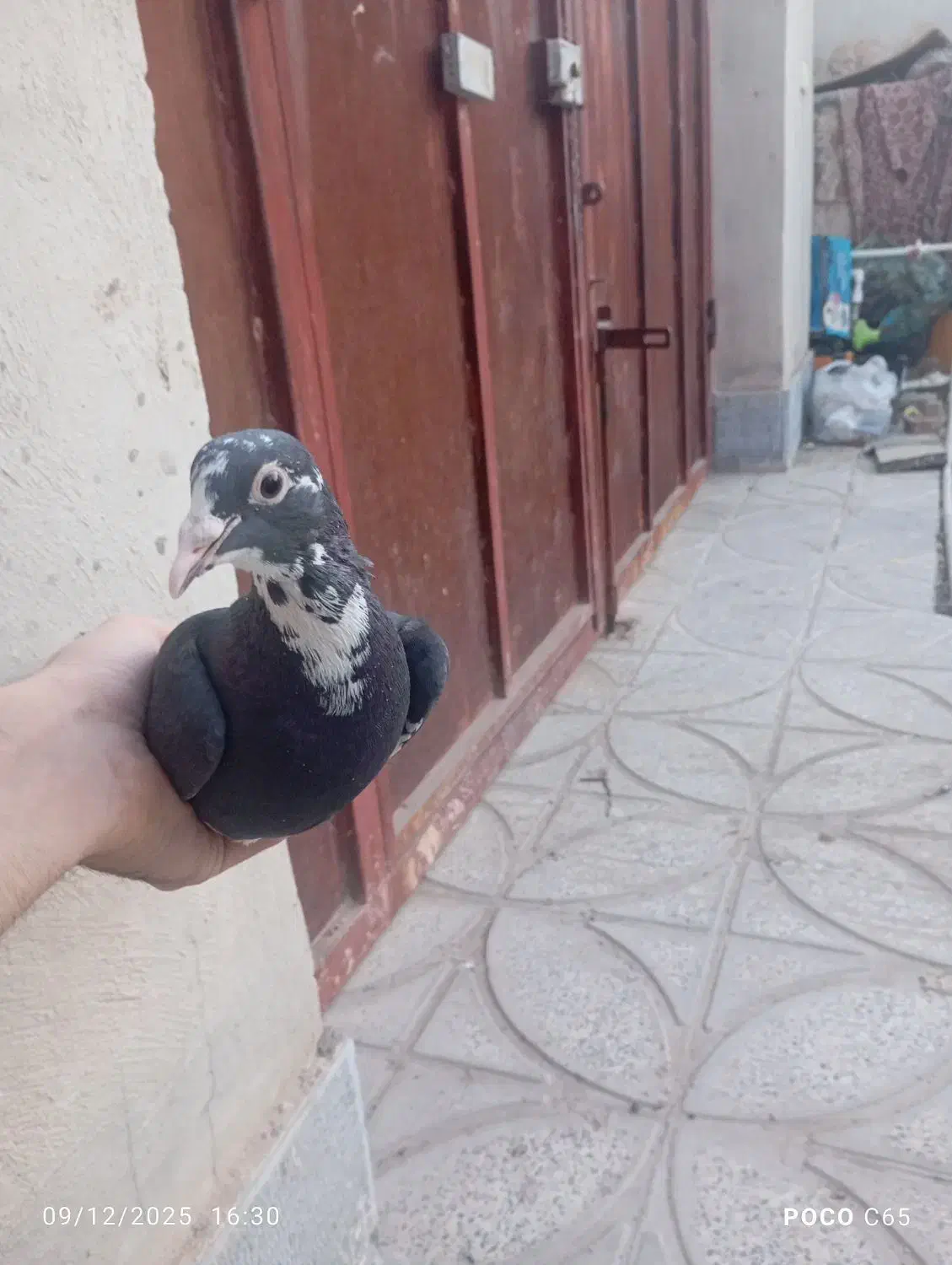 ماده پلنگ جونگ|پرنده|ماهان, |دیوار