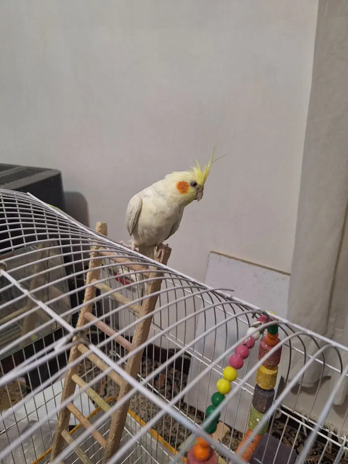 عروس هلندی نر|پرنده|مشهد, چهنو|دیوار