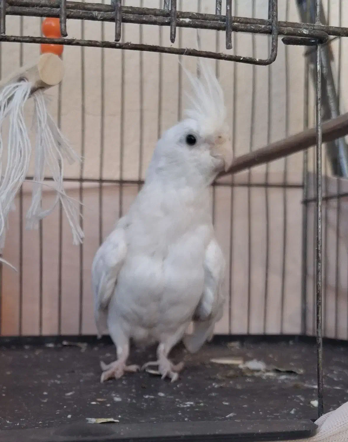 فدوش جوجه عروس هلندی آلبینو|پرنده|سیرجان, |دیوار