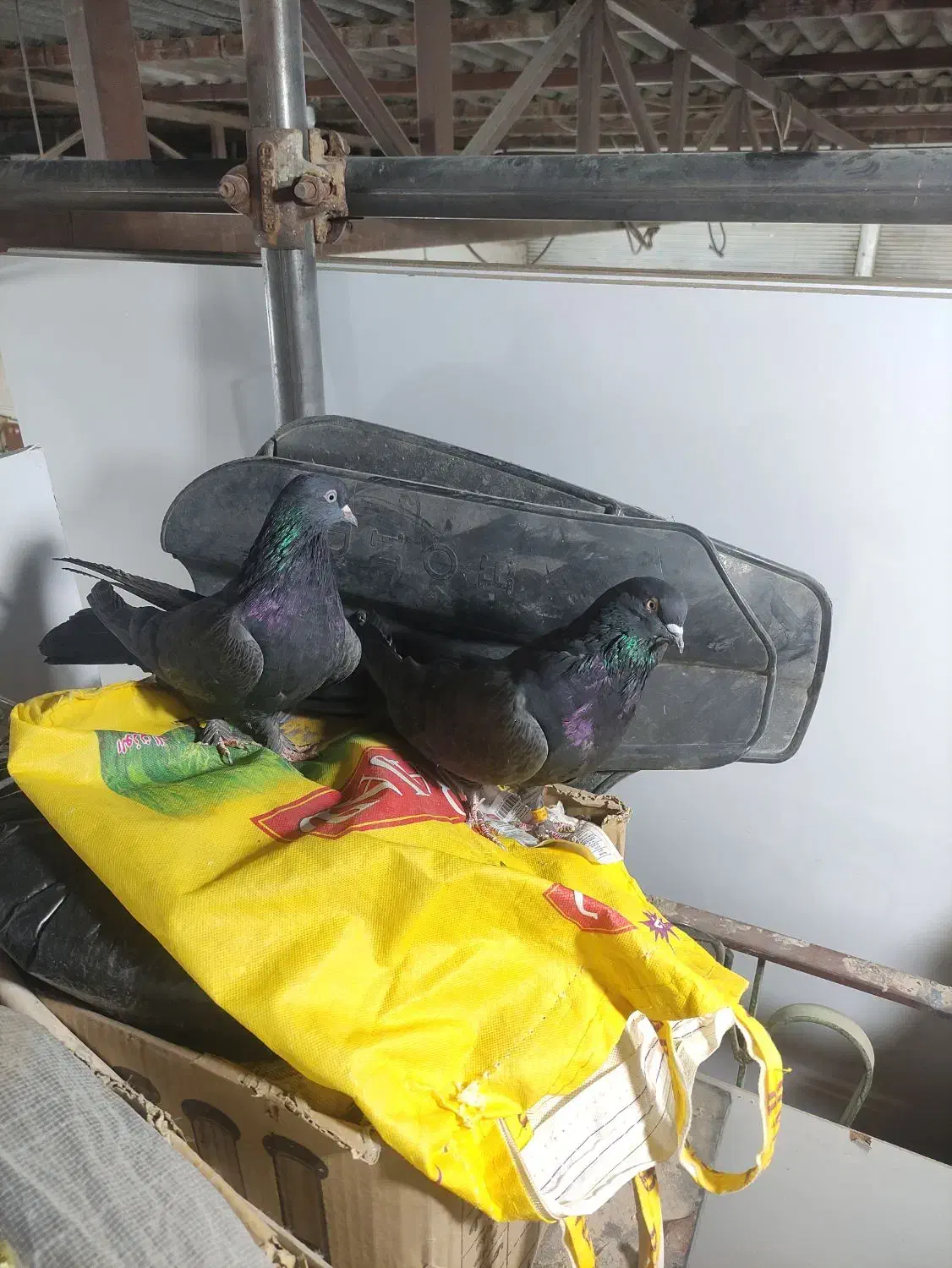 کبوتر اصفهانی سیاه و کوی کله ماستی|پرنده|نجفآباد, گلدشت|دیوار