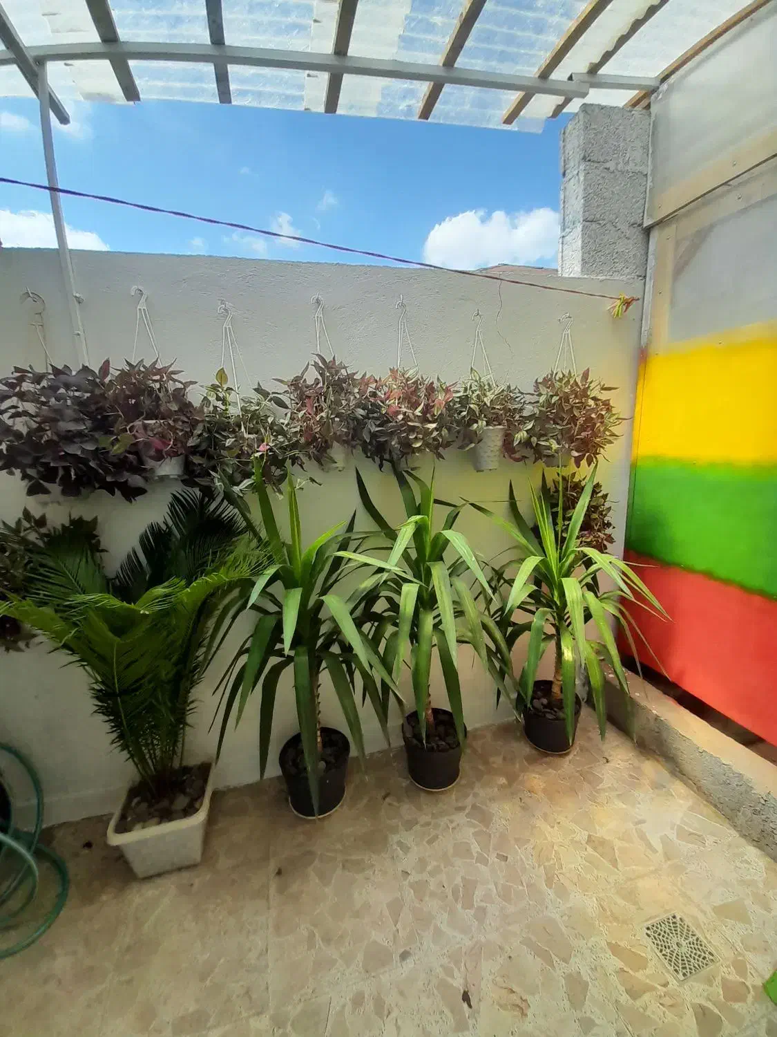 انواع  گلها  سیکاس ویوکا|گل و گیاه طبیعی|رشت, پیرکلاچای|دیوار