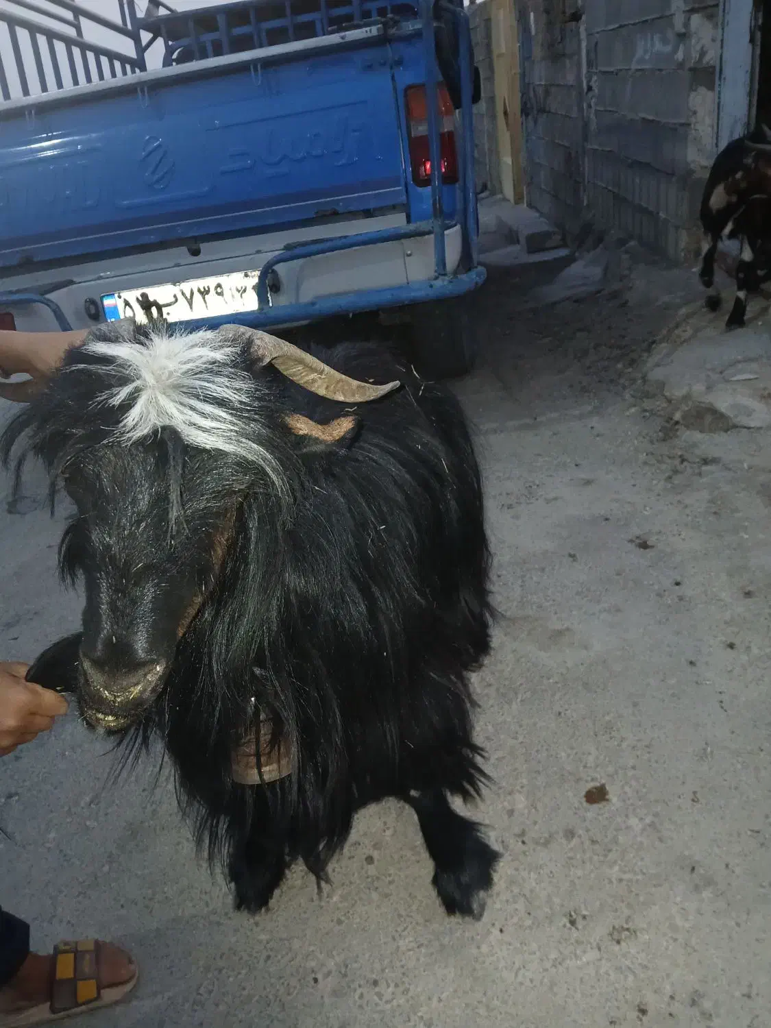 بزگله،داری، دوقلو حامله|حیوانات مزرعه|باغ ملک, |دیوار