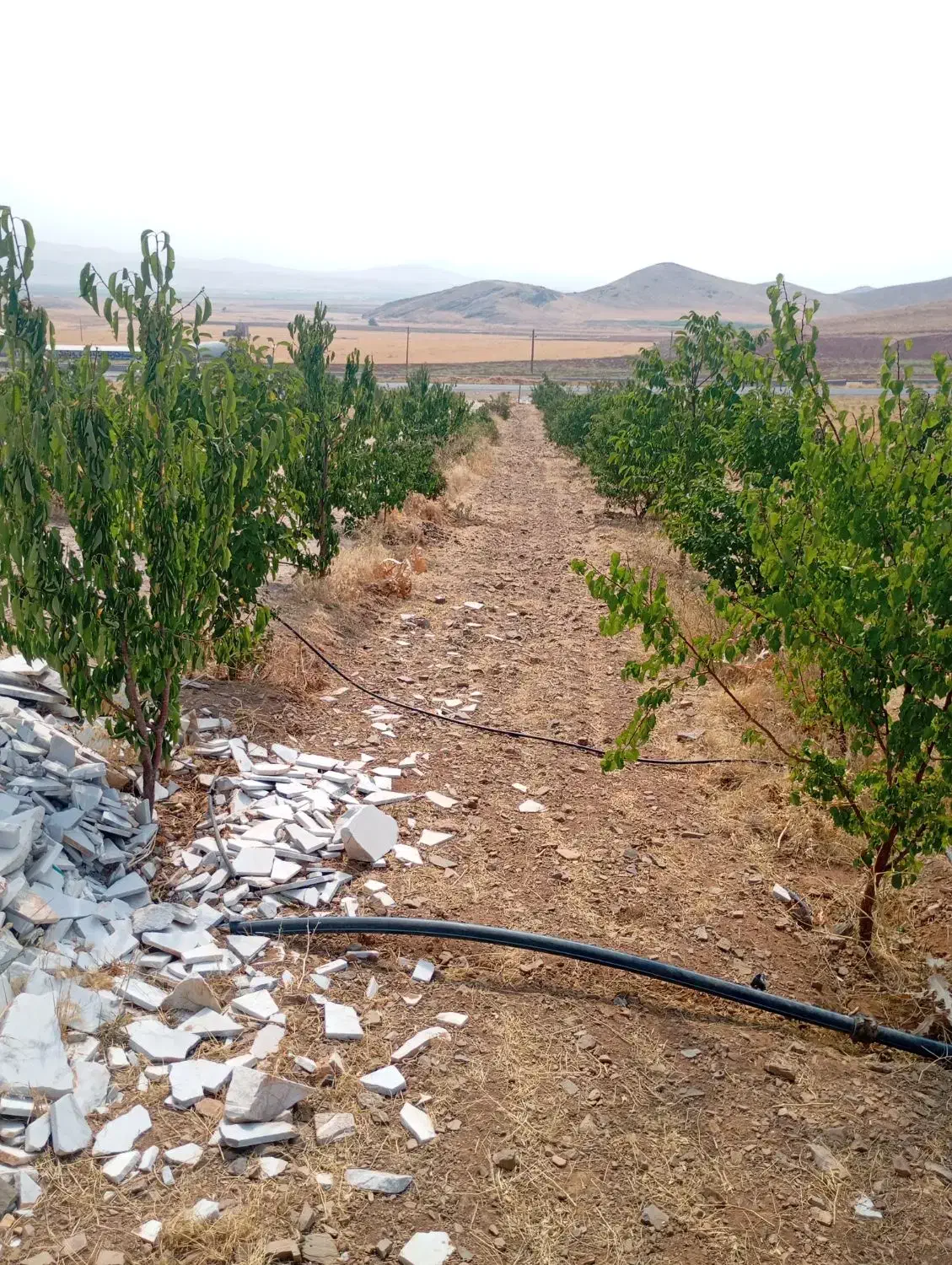 باغ اول شهر|فروش دفتر صنعتی، کشاورزی، تجاری|ازنا, |دیوار