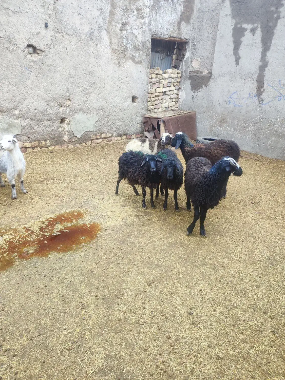 بره و بزغاله خوراک خور میش بز قوچ چپش شیشک|حیوانات مزرعه|قم, شهر قائم|دیوار