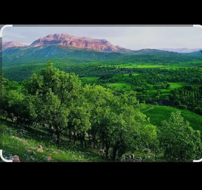 باغ 2000متری روستای تاف|فروش دفتر صنعتی، کشاورزی، تجاری|خرمآباد, |دیوار