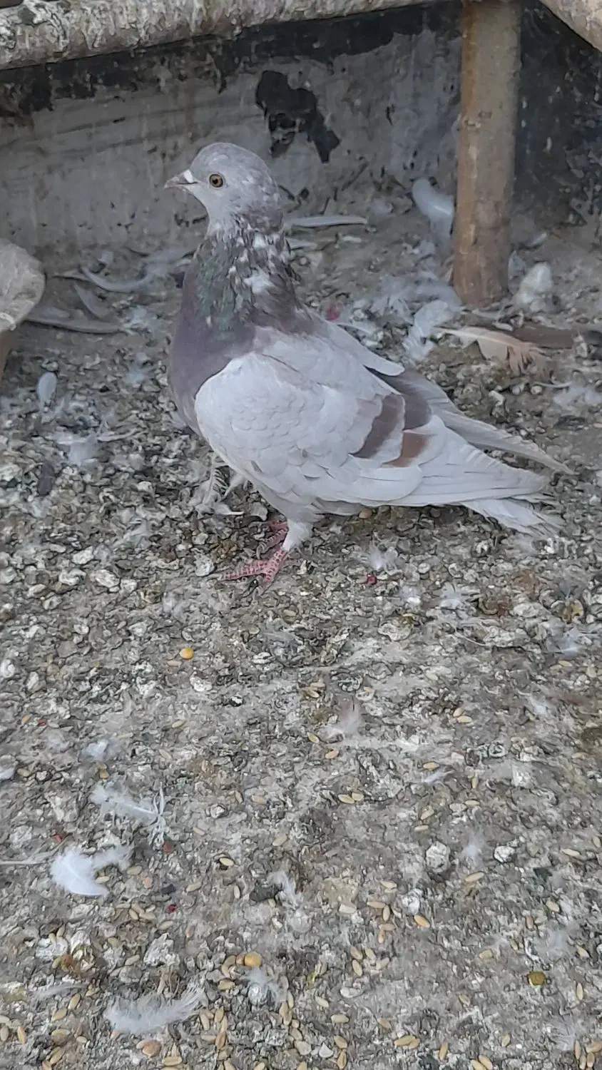 کبوتر گرفتنی پیس خطی چاهی|پرنده|قم, ولیعصر|دیوار