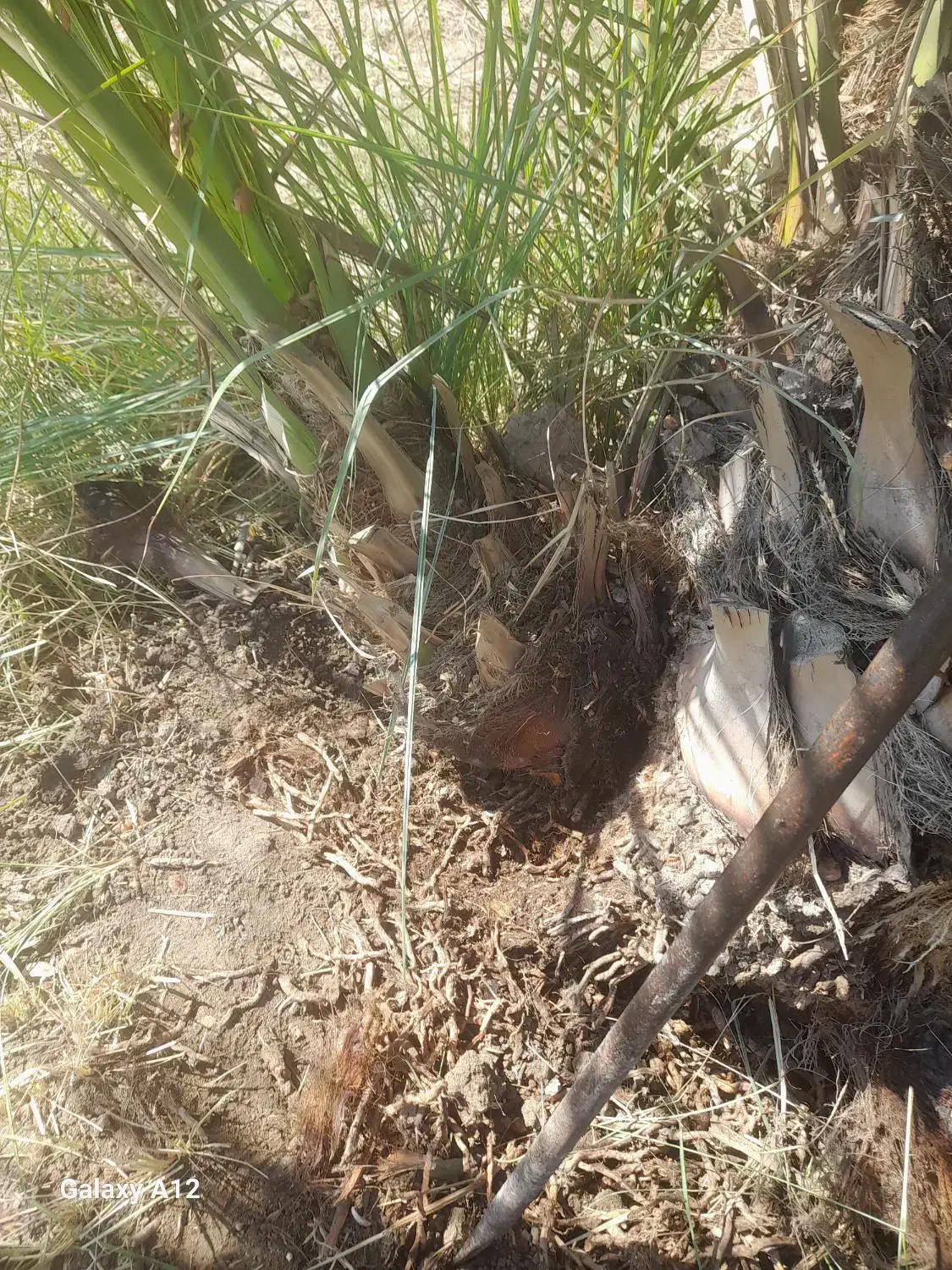 نهال برحی|گل و گیاه طبیعی|خرمشهر, |دیوار