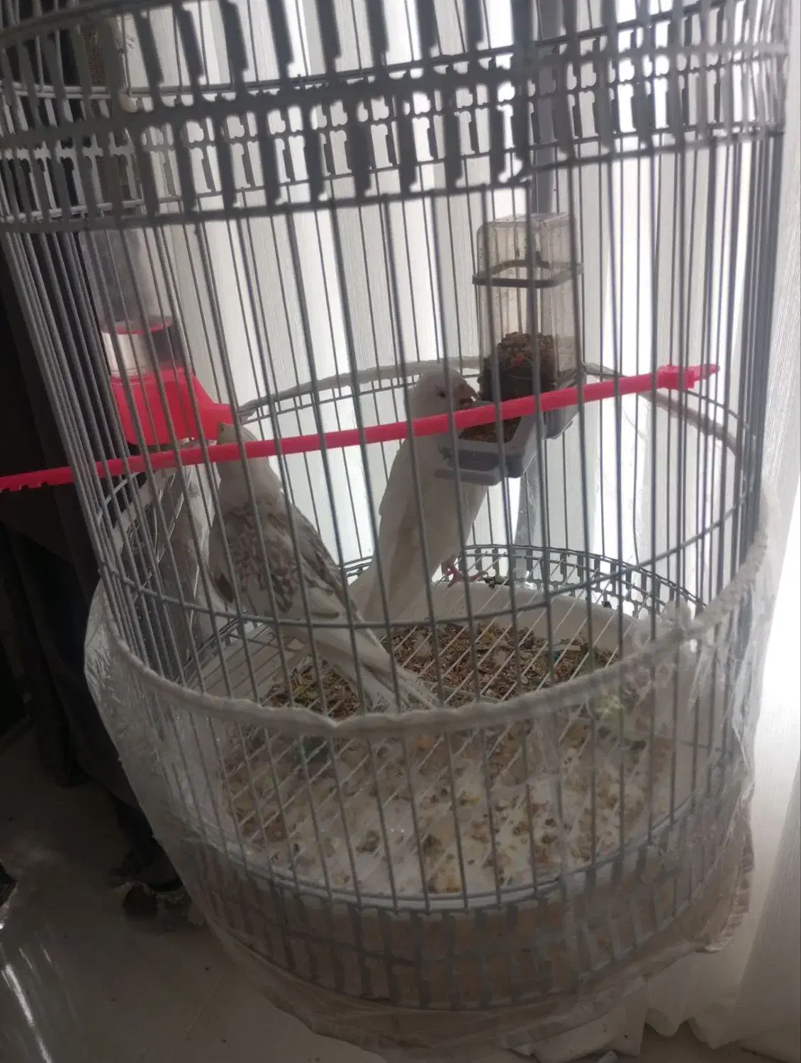 عروس هلندی آلبینو جفت|پرنده|مشهد, گلبرگ|دیوار