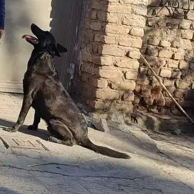 سگ نر مالینویر رنگ کمیاب|سگ|بم, |دیوار