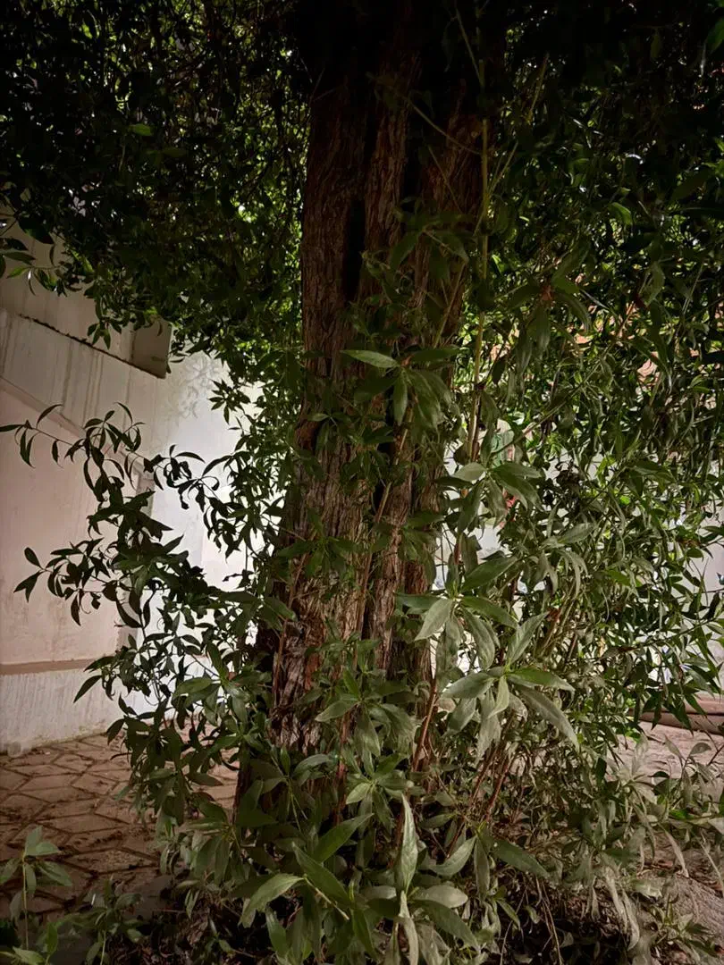 بریدن انواع درختان ایستاده|خدمات باغبانی و درختکاری|بوشهر, |دیوار