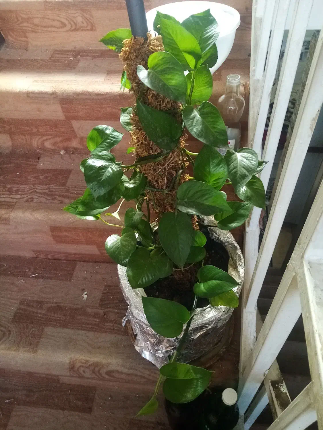 گل گلدون من|گل و گیاه طبیعی|شیراز, نصر|دیوار