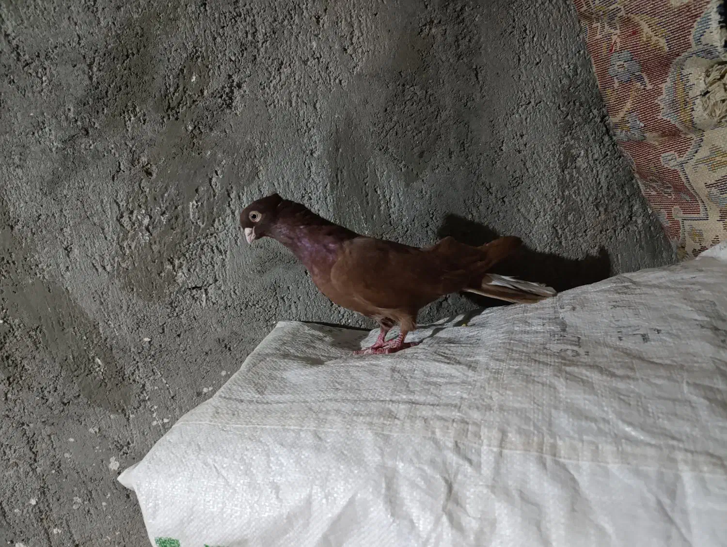 کبوتر صربستانی|پرنده|میاندوآب, |دیوار