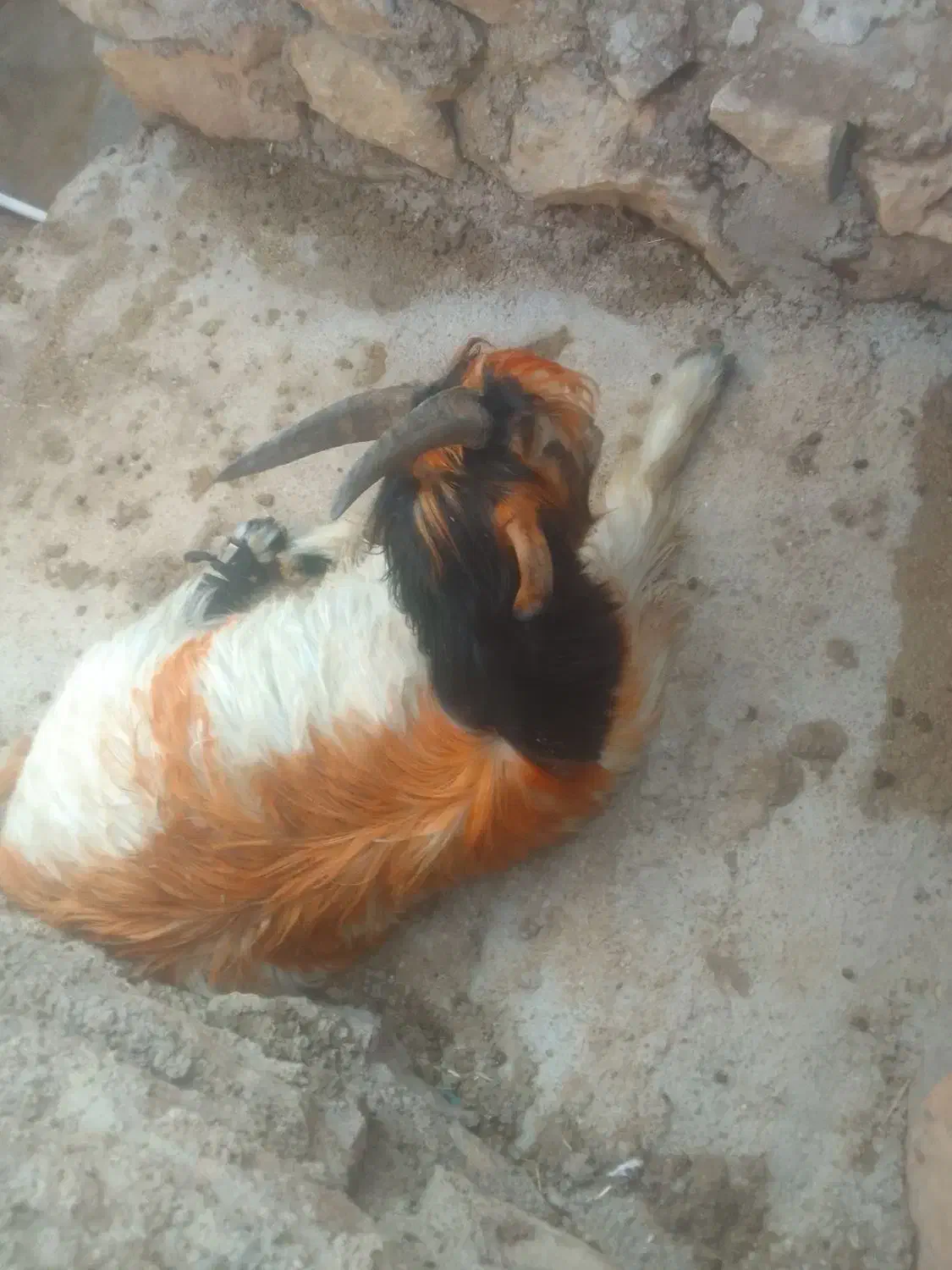 بره بیگ بز میش|حیوانات مزرعه|اندیکا, |دیوار