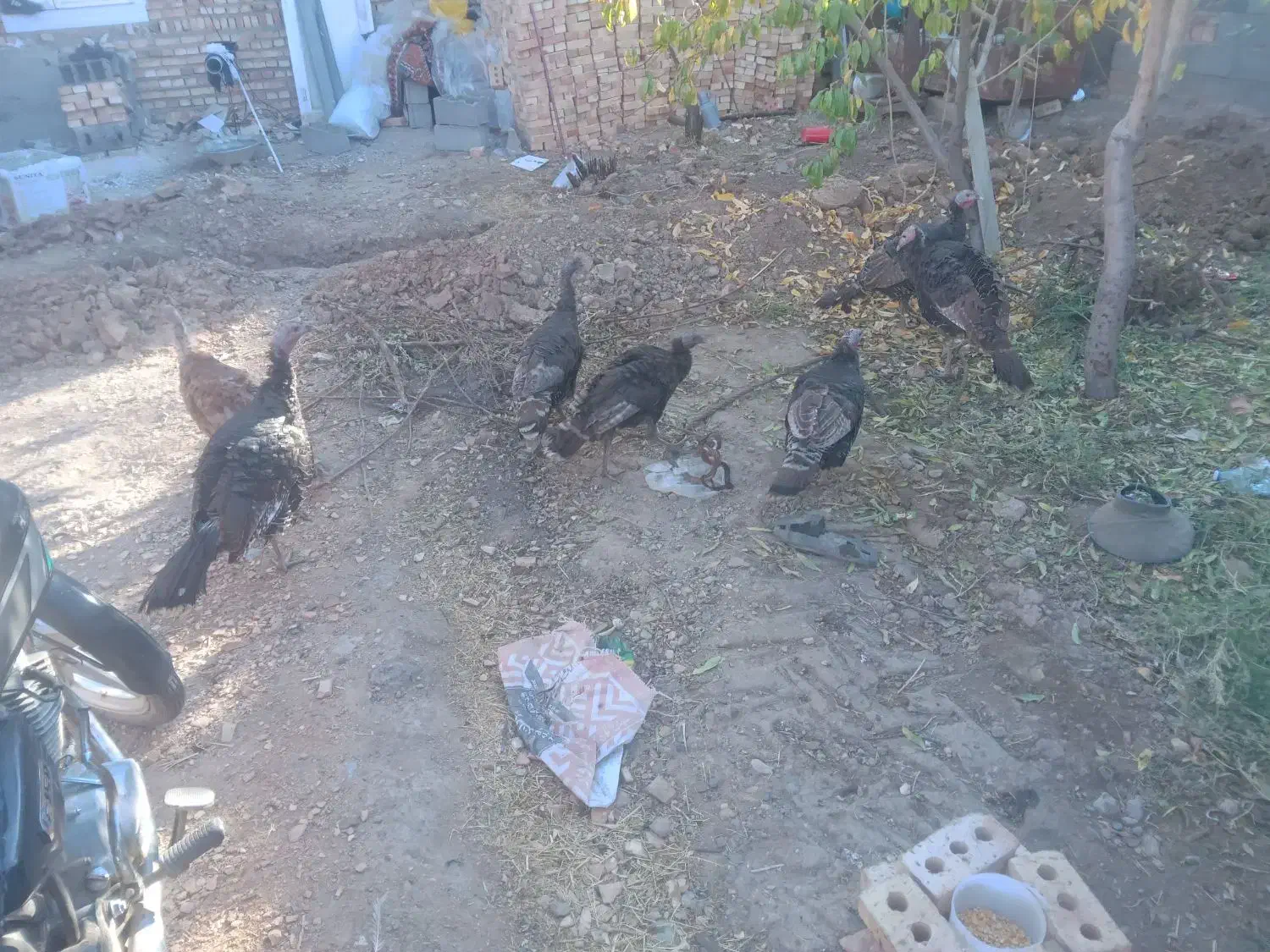 فروش۷عددبوقلمون|حیوانات مزرعه|شبستر, |دیوار