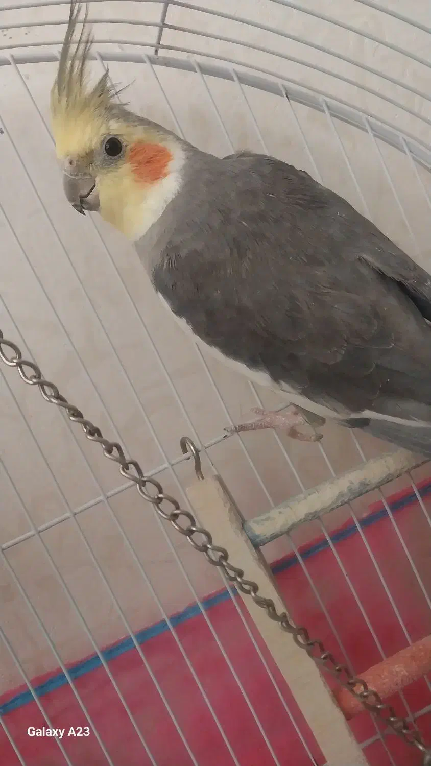 عروس هلندی|پرنده|محمدیه-قزوین, |دیوار