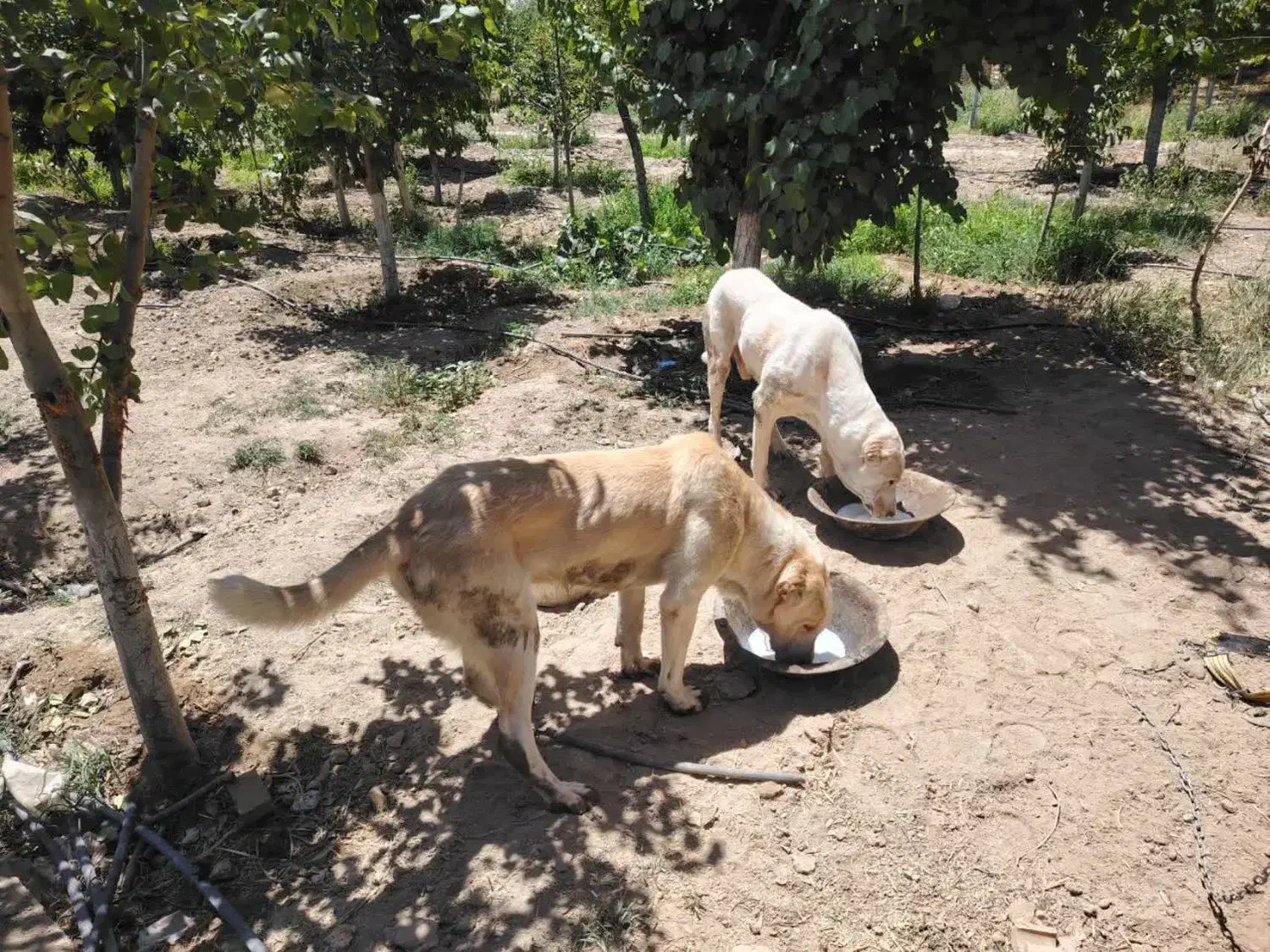 سگ گم شده|سگ|گلبهار, نوبهار|دیوار