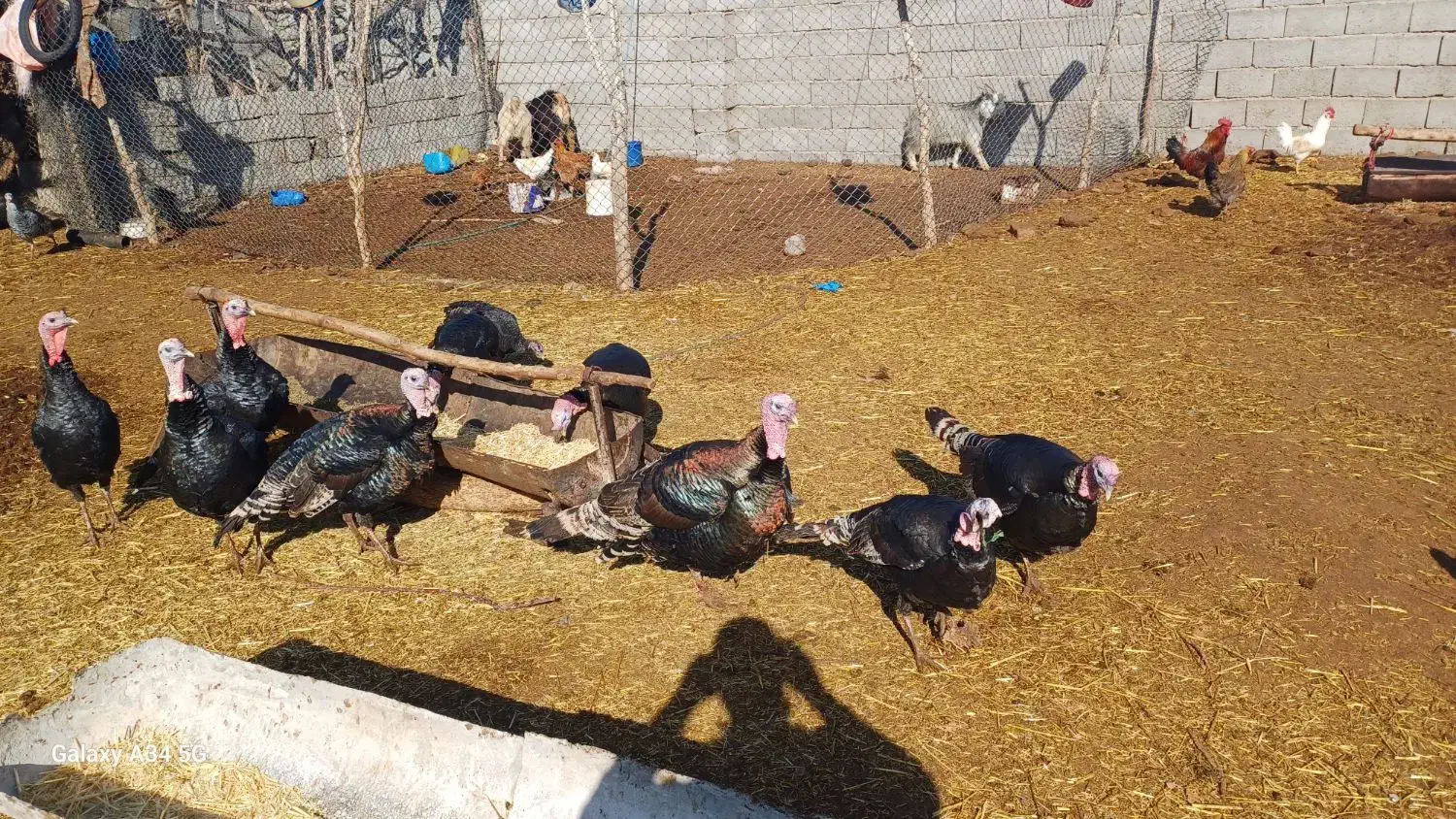 فروش تعداد بوقلمون نر و ماده|حیوانات مزرعه|سرچهان, |دیوار