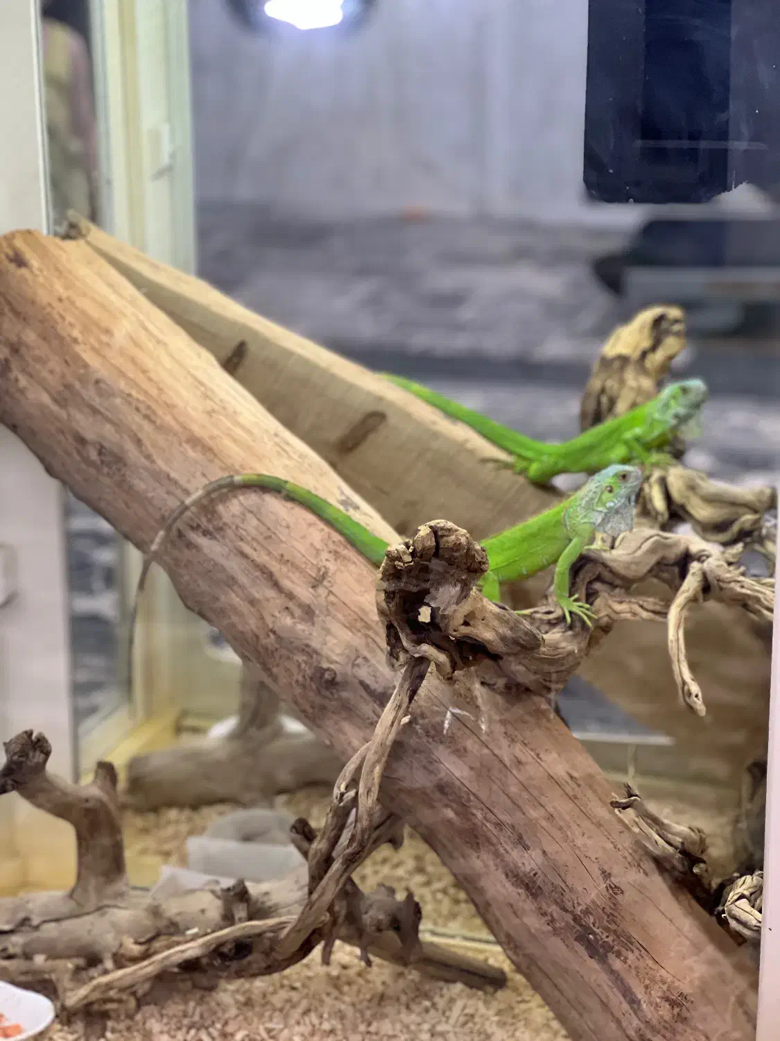 تراریوم خزنده با لامپ مخصوص|خزنده|تهران, شهید رجایی|دیوار