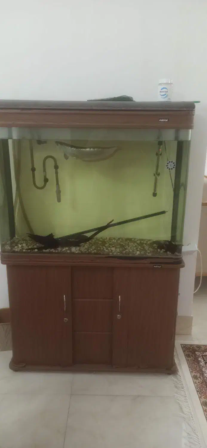 اکواریوم|ماهی|شاهرود, |دیوار