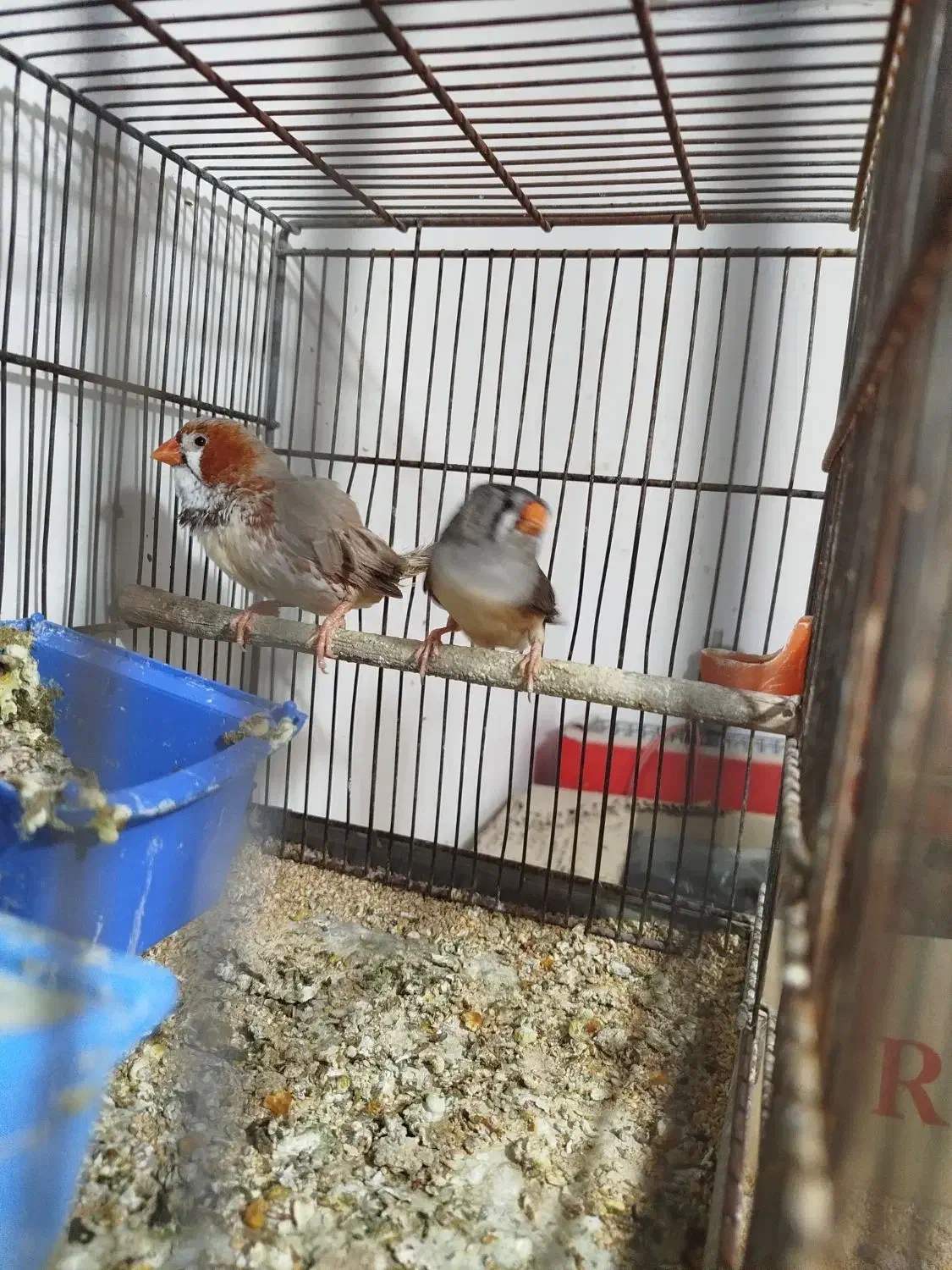 سه جفت فنچ کینگ سایز و یک نر|پرنده|رباط‌کریم, رباط‌کریم|دیوار