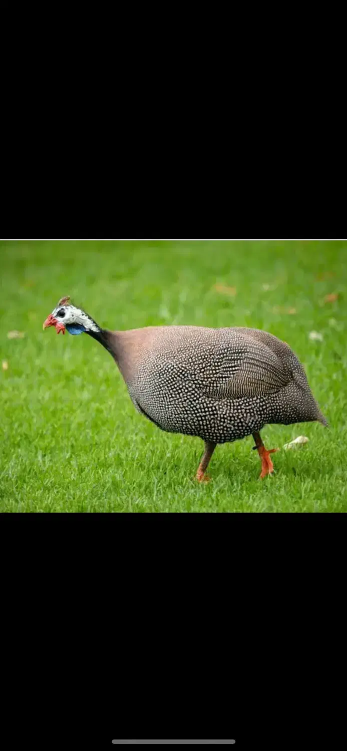 مرغ شاخدار بالغ|حیوانات مزرعه|تربتحیدریه, دیزقند|دیوار