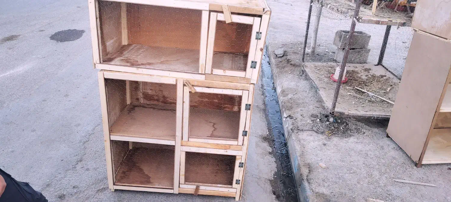 پرنده و جفت کن|پرنده|ساوه, |دیوار