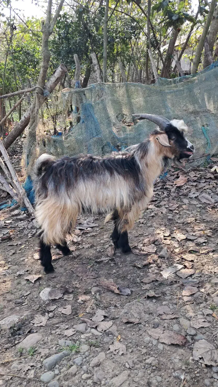 بز نر ۱ ساله حدود ۳۵ کیلویی گوسفند|حیوانات مزرعه|رشت, بازار|دیوار