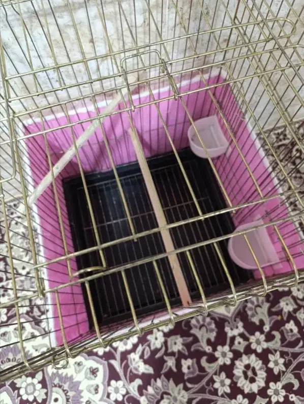 قفس عروس هلندی..|لوازم جانبی حیوانات|بندر امام خمینی, |دیوار