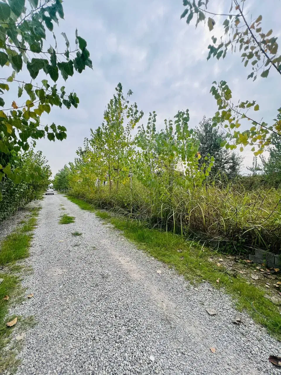 صفرجنگل/۲۰۰متری/انشعابات سرملک/اقساط بلندمدت|فروش زمین و ملک کلنگی|چمستان, |دیوار