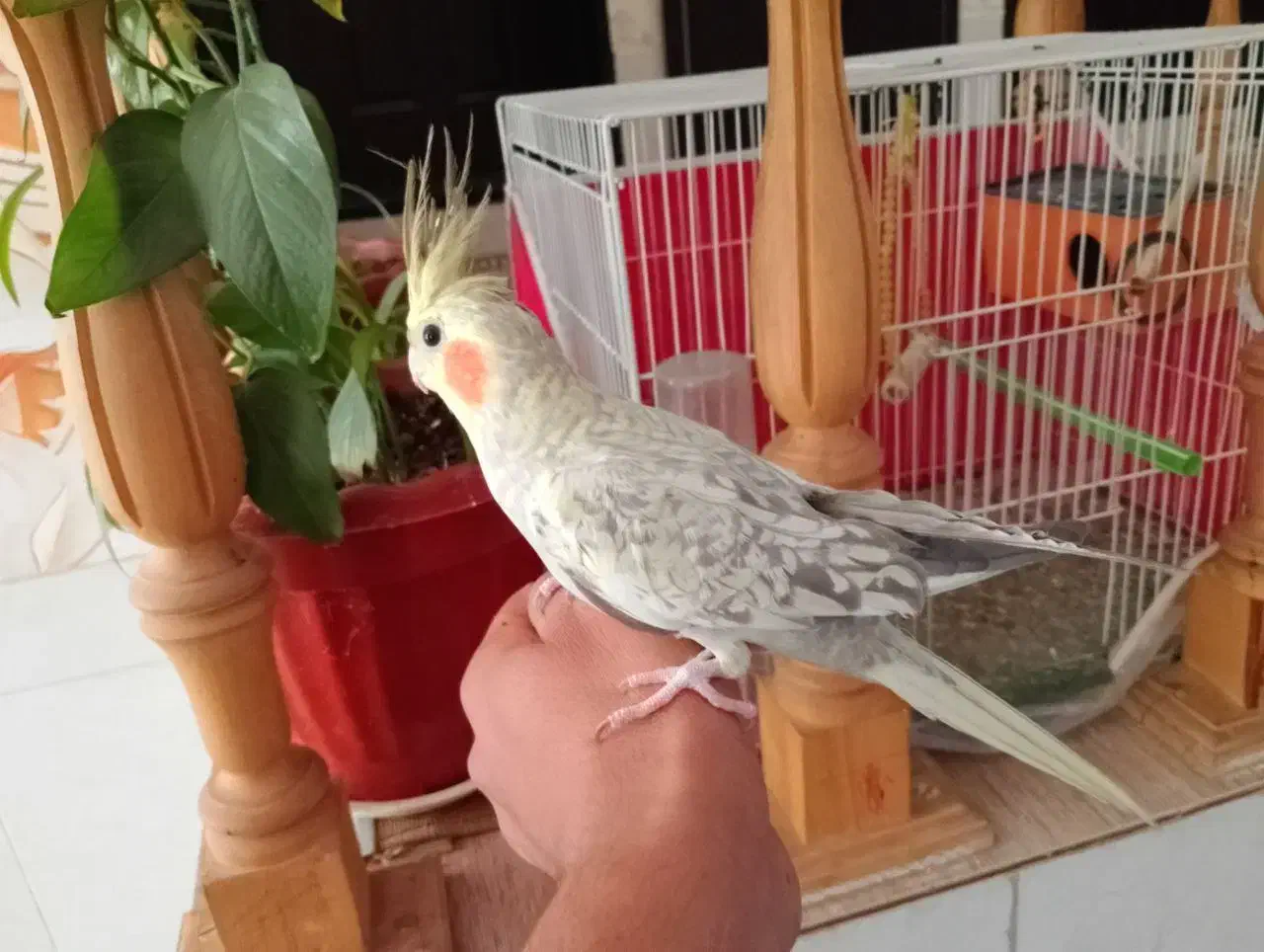 عروس هلندی|پرنده|فردوس (خراسان), |دیوار