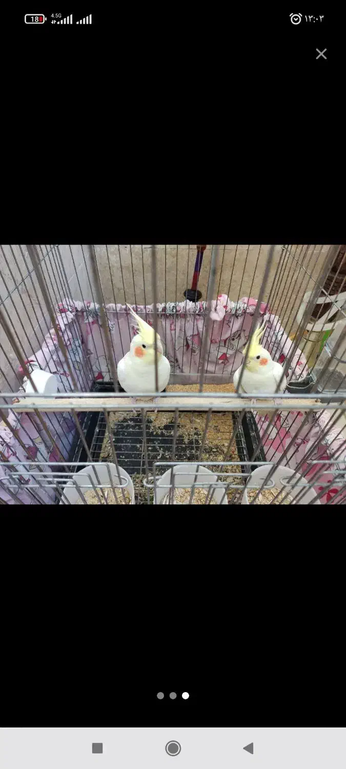 عروس هلندی|پرنده|شیراز, باباکوهی|دیوار