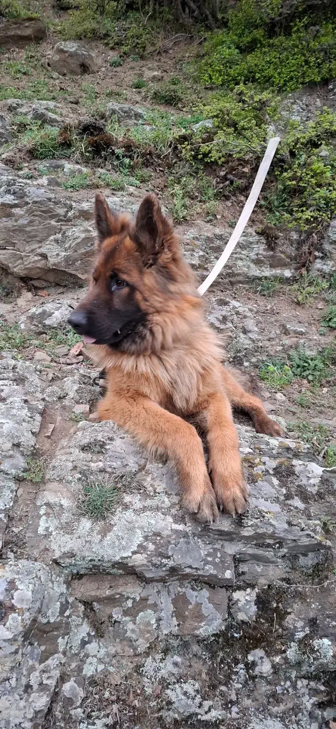 ژرمن شیب دار اصیل|سگ|کلاردشت, |دیوار