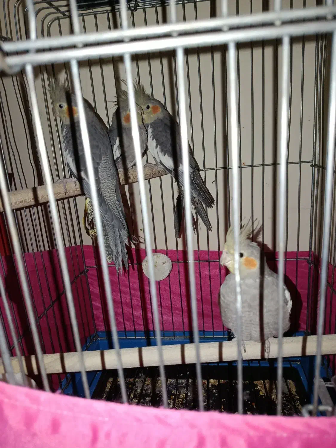 4عدد عروس همراه با قفس|پرنده|اندیشه, اندیشه فاز ۱|دیوار