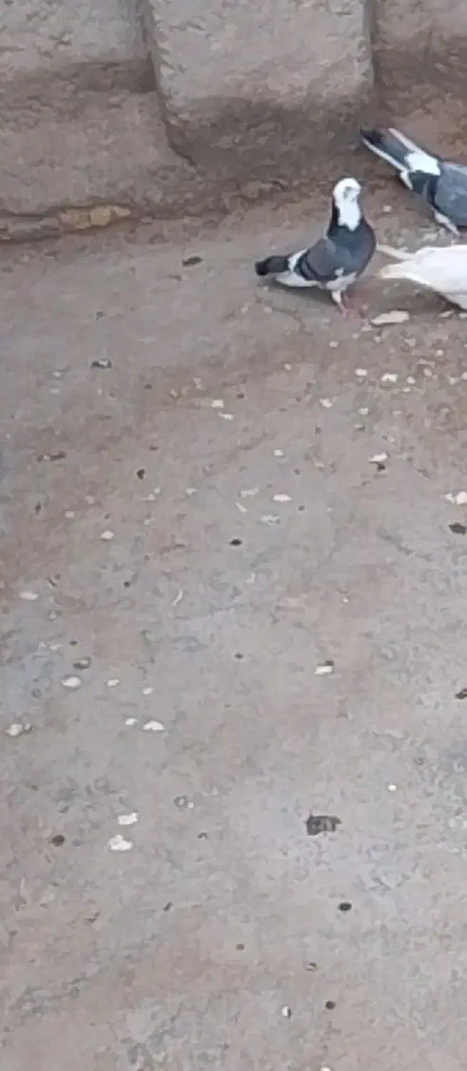 کبوتر شازده سبزه گم کردم|حیوانات|زابل, |دیوار