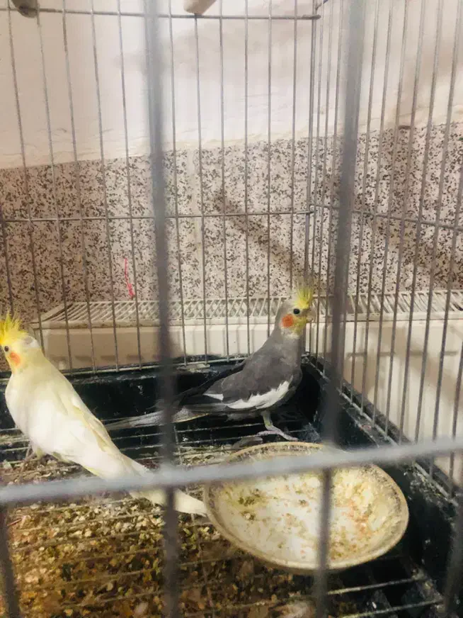 عروس هلندی|پرنده|زنجان, |دیوار