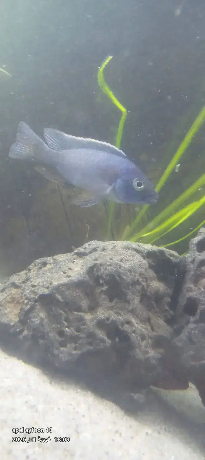 ماهی سیچلاید|ماهی|خوی, |دیوار