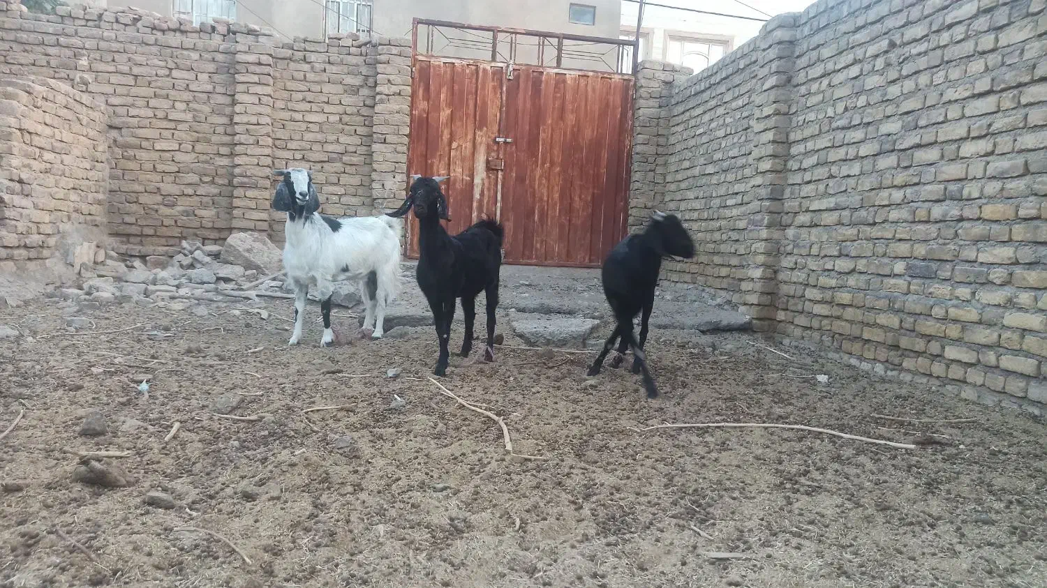 بز و بزغاله سفت چاق|حیوانات مزرعه|کاخک, |دیوار