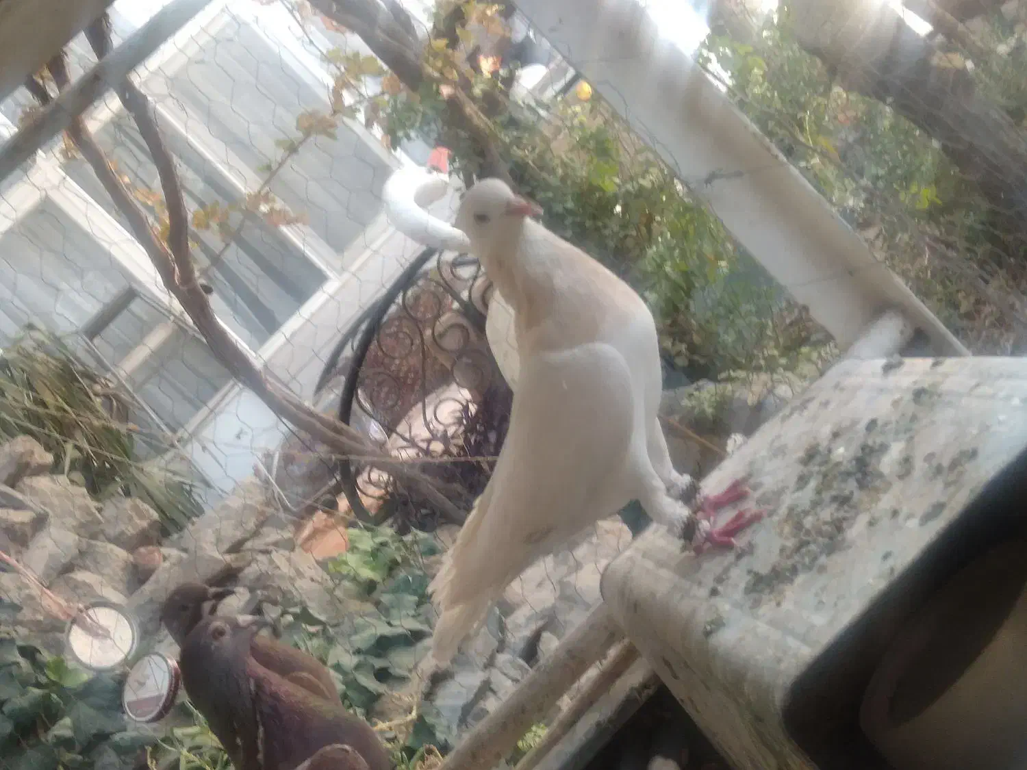 نر طوقی|پرنده|نجف‌آباد, رجایی شمالی|دیوار