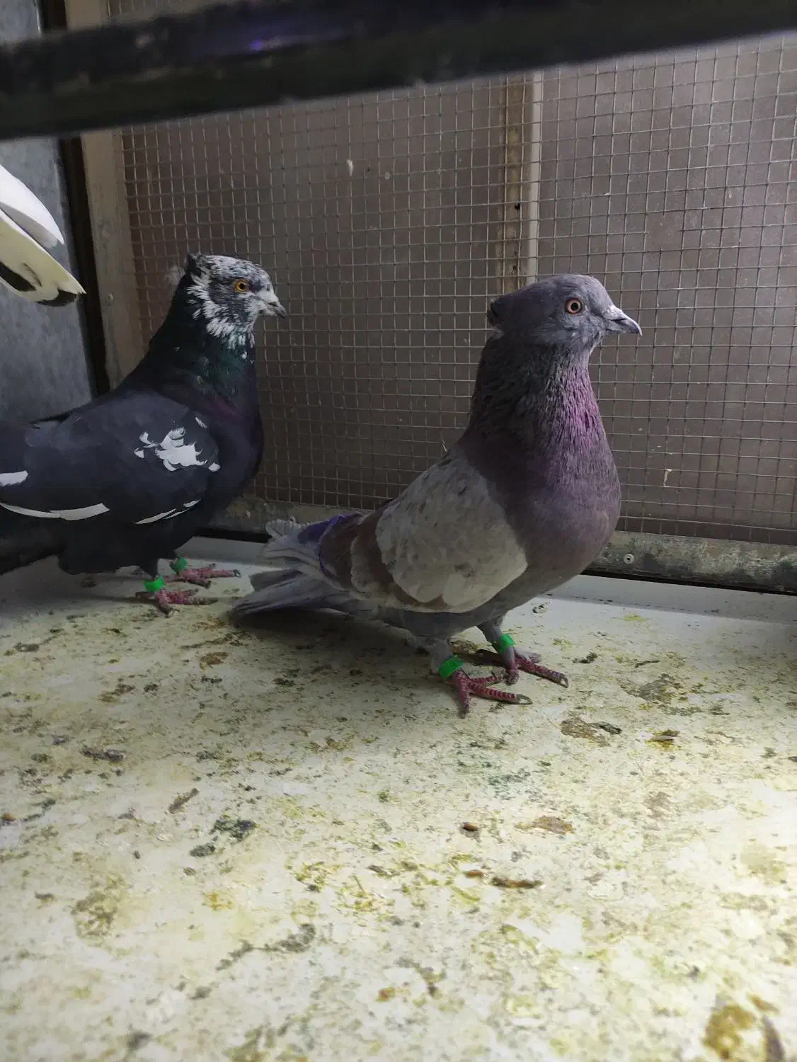 پرنده|پرنده|کرمانشاه, |دیوار