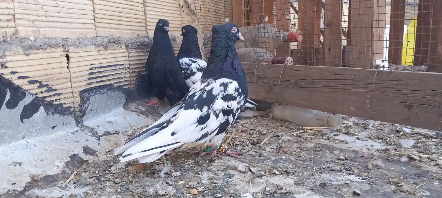 کبوتر کله ای درسوسنگرد.|پرنده|اهواز, منازل کارون|دیوار