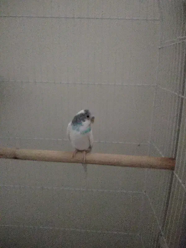 مرغ عشق نر|پرنده|تهران, علم و صنعت|دیوار