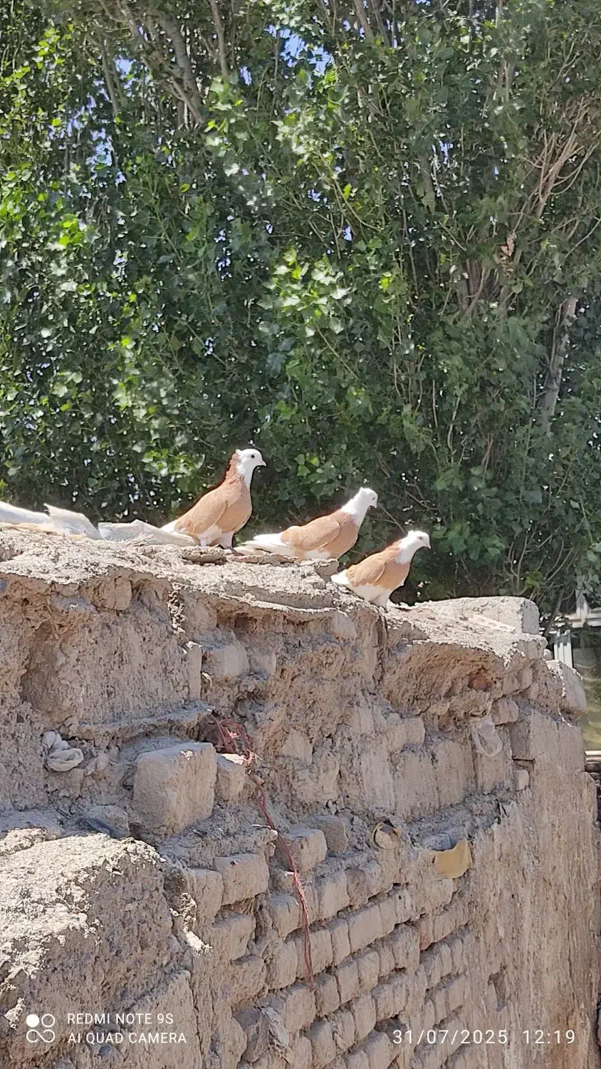 شازده آلیام|پرنده|ویلکیج, |دیوار