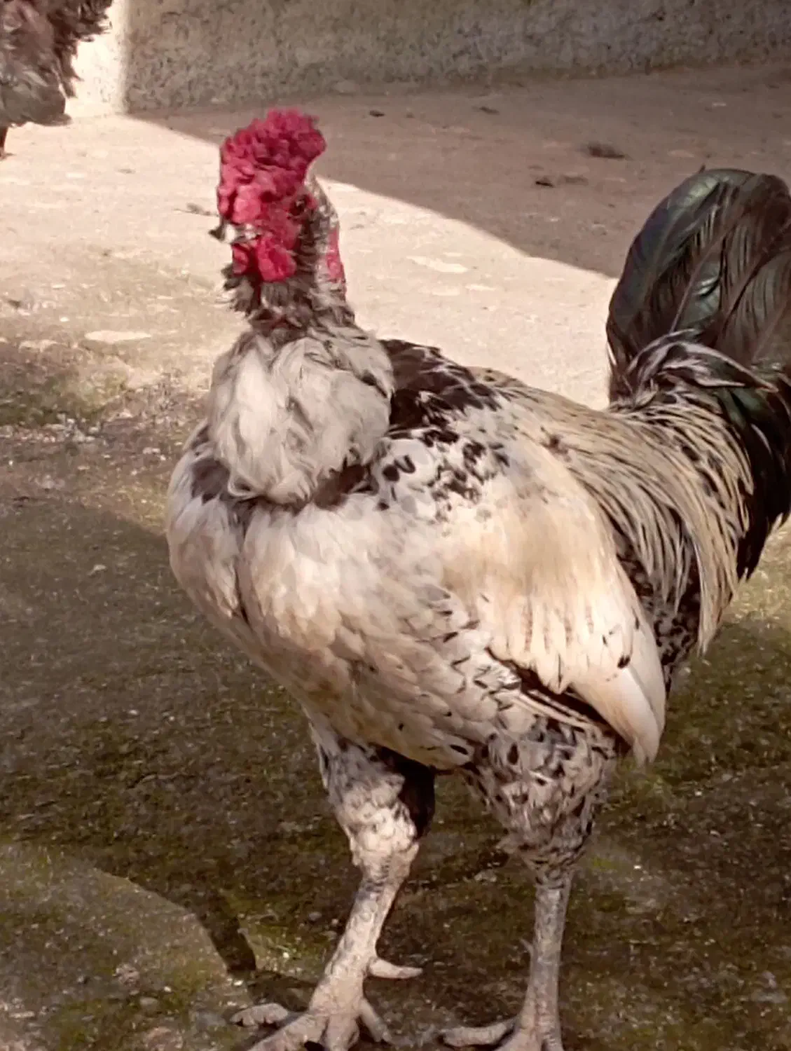 خروس گلین|حیوانات مزرعه|اطاقور, |دیوار