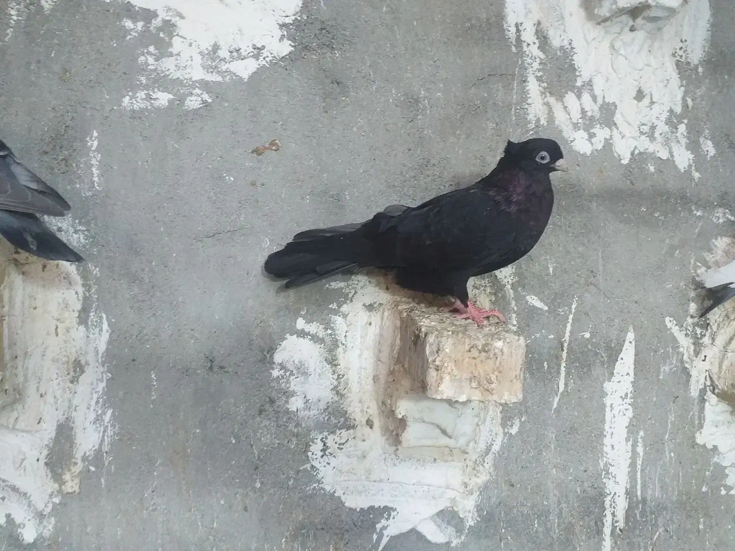 صرب|پرنده|امیدیه, |دیوار