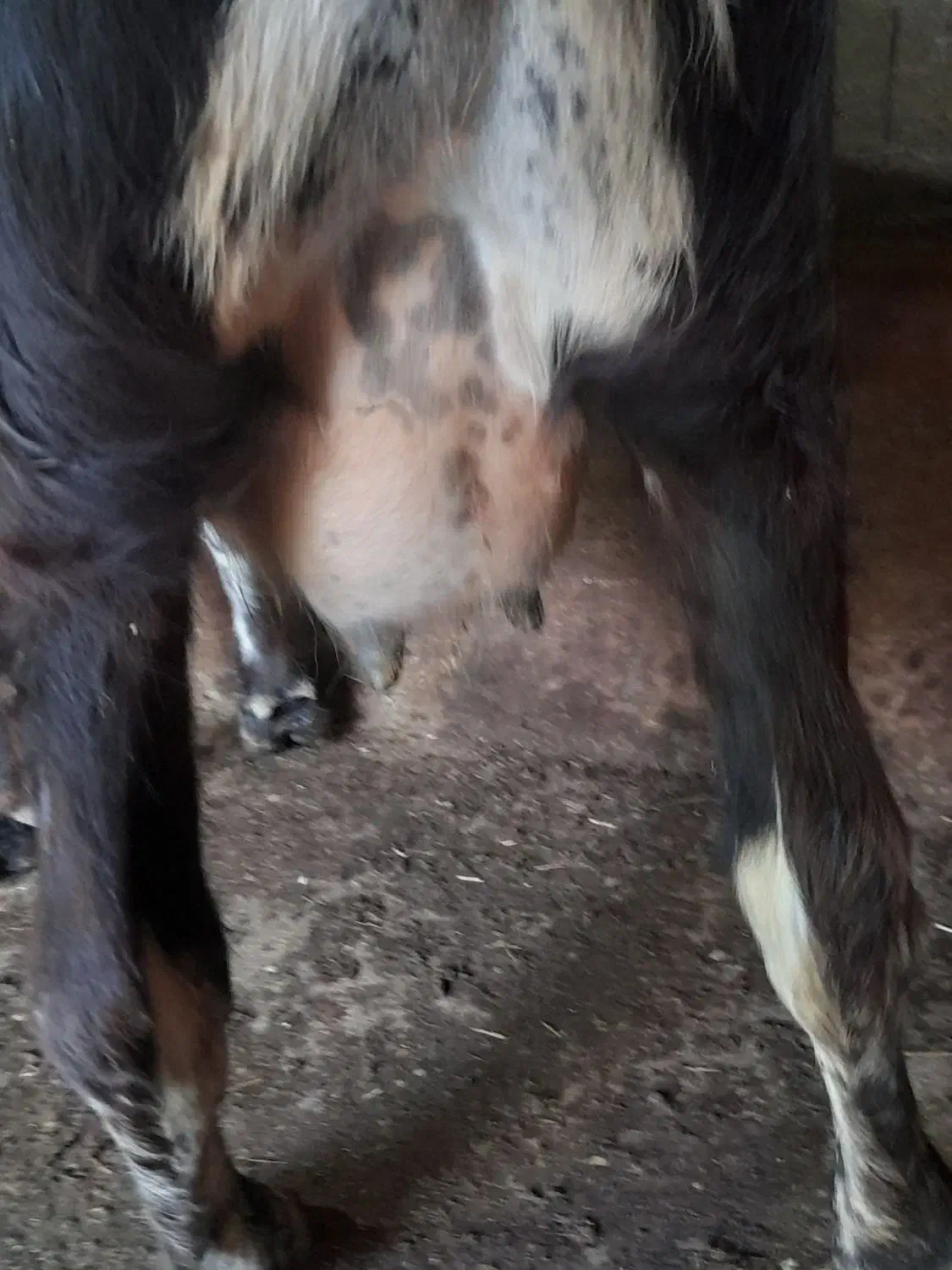 گاو گوساله نر|حیوانات مزرعه|صومعه‌سرا, |دیوار