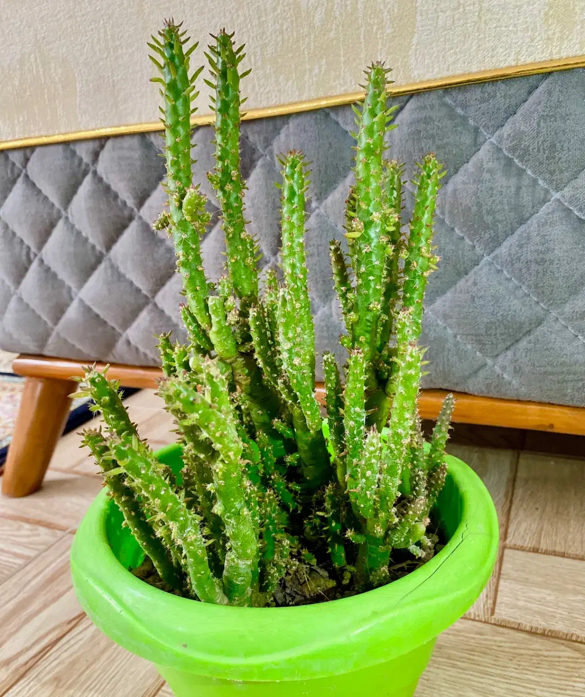 گل کاکتوس|گل و گیاه طبیعی|تالش, هشتپر|دیوار