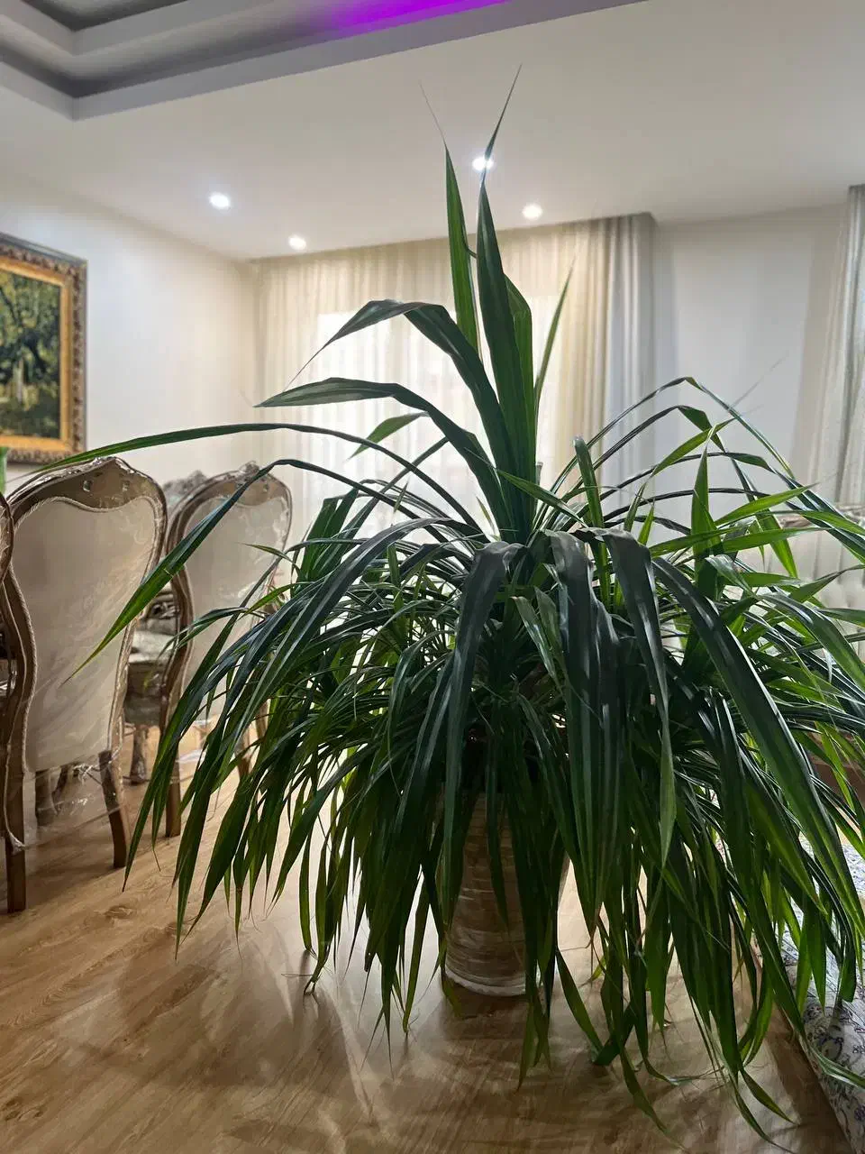 گل طبیعی|گل و گیاه طبیعی|کرج, کوی کارمندان شمالی|دیوار